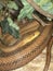 Thamnophis garter snake in the amazon forest, specimen from Venezuela, South America.