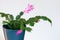 Thanksgiving cactus with pink flowers on a white background in a modern apartment.