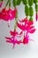 Thanksgiving Cactus (Schlumbergera bridgesii) in a room with a light background