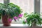 Thanksgiving cactus Schlumbergera truncata or crab cactus plants on window sill start blossoming in winter