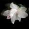 Thanksgiving or Christmas Cactus Flower Macro Closeup, Isolated On Black, Large Detailed