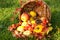 Thanksgiving - colorful autumn basket with fruits