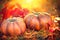 Thanksgiving day background. Orange pumpkins over nature background