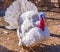 Thanksgiving Day. large turkey with white plumage in the pen, zoo, on the farm, turkeys, pheasant family, Meleagris