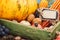 Thanksgiving day: Tray of different autumn vegetables