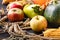 Thanksgiving - different pumpkins with nuts, berries and grain in front of wooden board