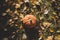 Thanksgiving - different pumpkins with nuts, berries and grain in front of wooden boards