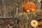 Thanksgiving Display of Pumpkin and Gourds