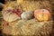 Thanksgiving Display of Pumpkin on hay bale and burlap sack.