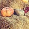 Thanksgiving Display of Pumpkin on hay bale.Retro style image.