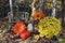 Thanksgiving Display of Pumpkins and Gourds