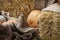 Thanksgiving Display.Pumpkins and Gourds among bale of straw.