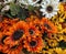 Thanksgiving Flower Background