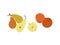 Thanksgiving fruits illustration. Fall harvest fruits - apple and pear. Decorative elements Happy Thanks giving day