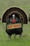 Thanksgiving Humor: \'Eat Ham\' Turkey