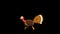 Thanksgiving Turkey Bird Cartoon Character Running