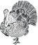 Thanksgiving Turkey-cock, black and white hand drawn