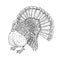 Thanksgiving turkey vector sketch isolated icon