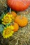 Thanksgiving vertical still life, pumpkins on a haystack. Beautiful still life with pumpkin and flowers sunflowers