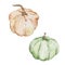 Thanksgiving watercolor elements two pumpkins green and beige