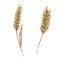 Thanksgiving watercolor elements, wheat spikelets