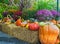 Thansgiving produce display