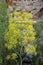 Thapsia villosa plant with yellow inflorescence on the bank of the Cidacos River.