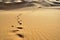 Thar desert-footprints