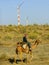 Thar desert forms a natural boundary between India and Pakistan