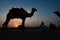 Thar desert, Rajasthan, India- 15.10.2019 : Silhouette of two cameleers and their camels at sand dunes. Cloud with setting sun,