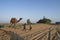 Thar desert, Rajasthan, India - 16.10.2019 : Young Cameleers taking camel to tourists to watch sun rise. Dromedary, dromedary