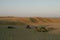 Thar desert, Rajasthan,India. Dromedary, dromedary camels, Arabian camels, or one-humped camels are resting on sand dune