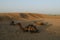 Thar desert, Rajasthan, India. Dromedary,dromedary camels, Arabian camels, or one-humped camels are resting on sand dune