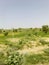 tharparkar sindh desert and grass area