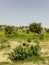 tharparkar sindh desert and grass area