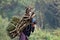 Tharu woman carrying wood to cook.