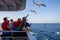 Thassos / Greece - 10.28.2015: People trying to feed the seagulls from the deck of a ferry, seagull catching the cracker,