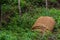 Thatch mat laying rolled up on ground near hiking trail