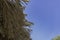 Thatch roof and blue sky background. Tropical leisure scene. Vacation on a sunny summer day. Thatch sunshade.