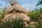 Thatched hut, part of a hostel on Ometepe island, Nicarag