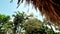 thatched palapa roof bungalows and palm trees on blue sky background