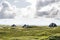 Thatched-roof houses hidden in beach grass covered dunes at coast of the island of Sylt