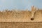 Thatched Roof with Straw