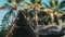 Thatched Roof of Summer Bungalow and Palm Trees on Blue Sky Background, Zanzibar