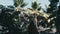 Thatched Roof of Summer Bungalow and Palm Trees on Blue Sky Background, Zanzibar