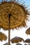 Thatched umbrellas