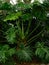 Thaumatophyllum, Philodendron jungle green plant rock footpath