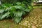 Thaumatophyllum - Philodendron tree by the garden path