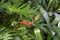 Thaumatophyllum xanadu (formerly philodendron xanadu) with an unrelated bromeliad flower stem of orange yellow