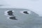 Thawing holes in ice of the river